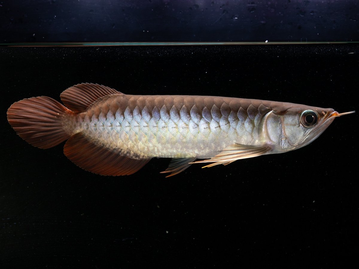 画像3: メタルレッド F3 NO.2（ディナミカカプアス産） (3)