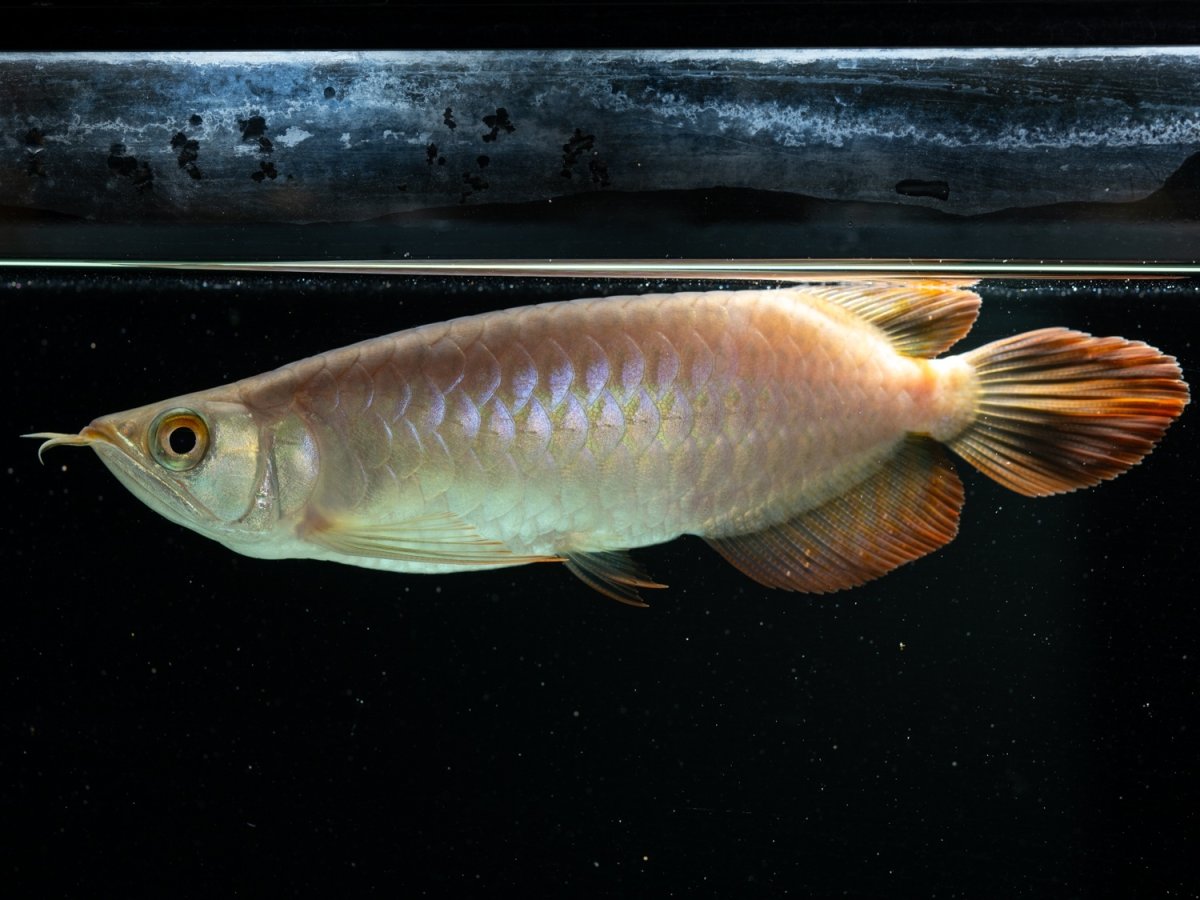 画像7:  SUMO NO.39（大関） (7)