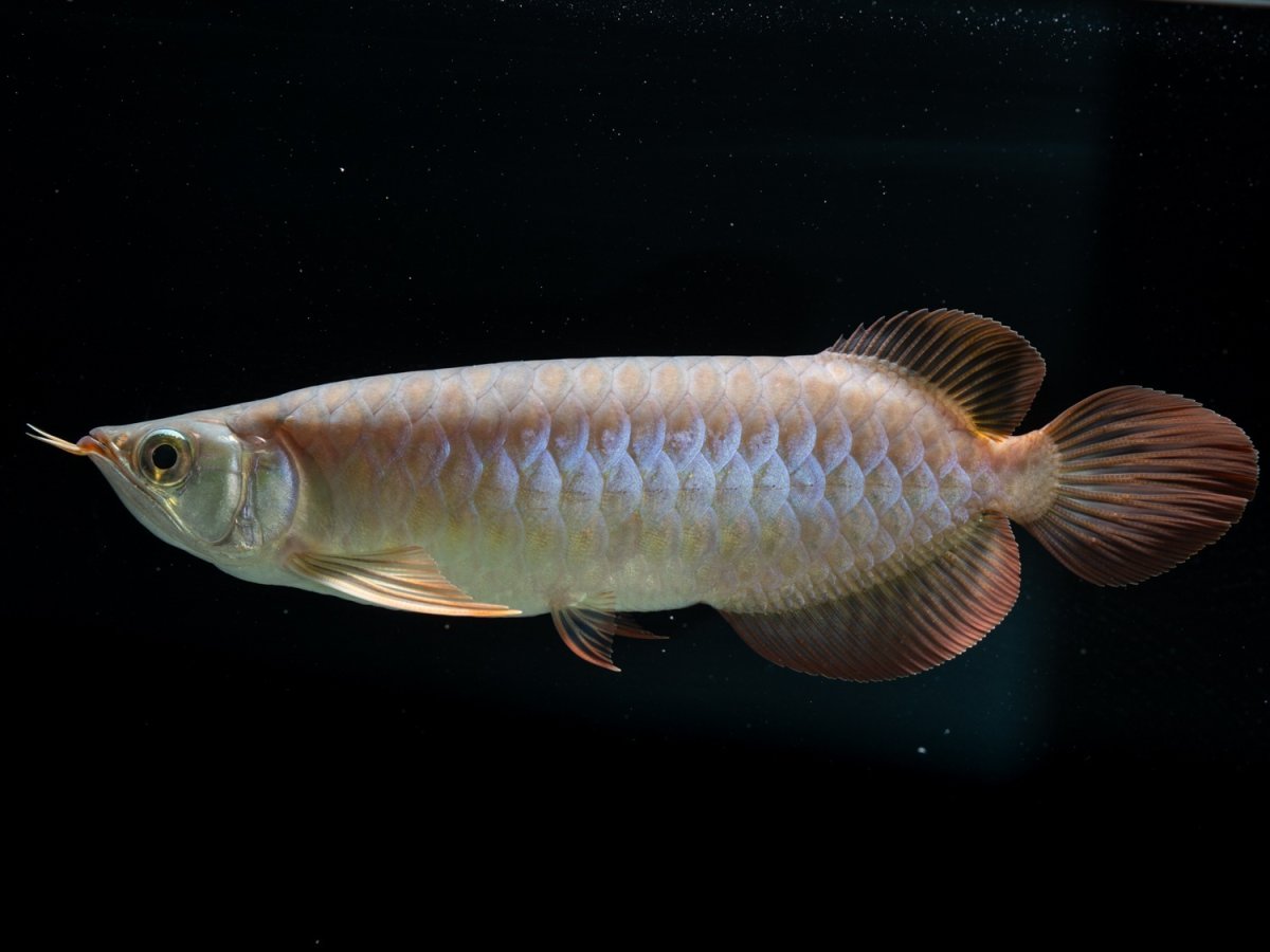 画像6: SUMO NO.33（関脇） (6)