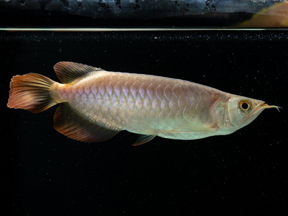 画像4:  SUMO NO.39（大関） (4)