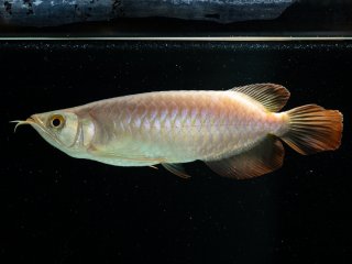 青龍（グリーンアロワナ）NO.7 - アジアアロワナ専門店ラフレシア