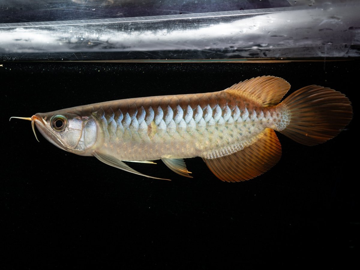 画像7: メタルレッド F3 NO.4（ディナミカカプアス産） (7)