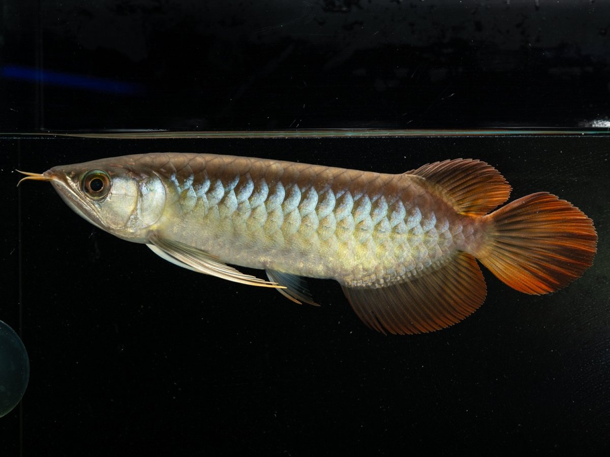 画像2: ダイナミックレッド NO.30（ディナミカカプアス産） (2)