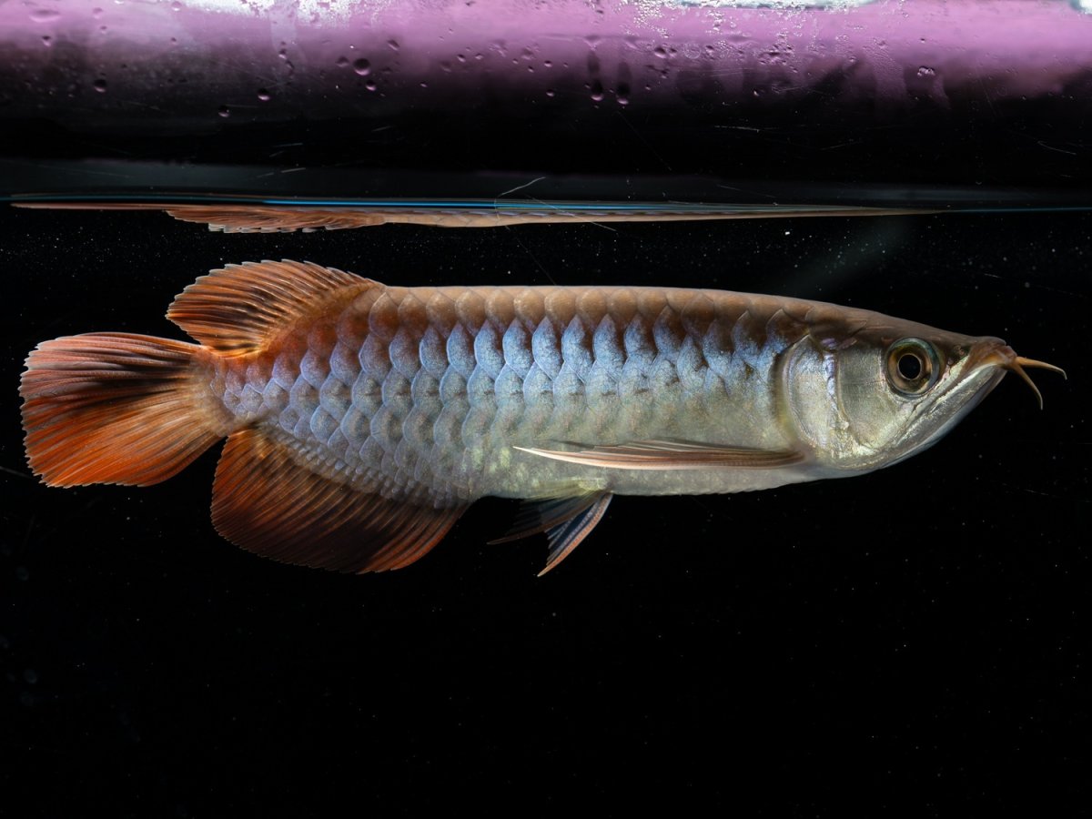 画像3: メタルレッド F3 NO.1（ディナミカカプアス産） (3)