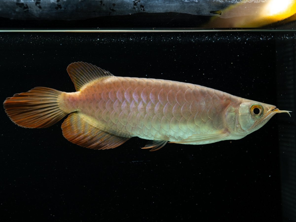 画像6:  SUMO NO.39（大関） (6)