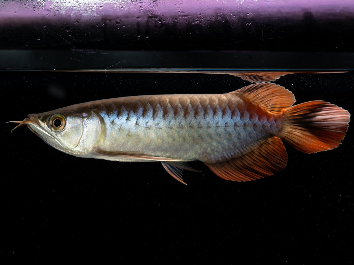 画像2: メタルレッド F3 NO.1（ディナミカカプアス産） (2)