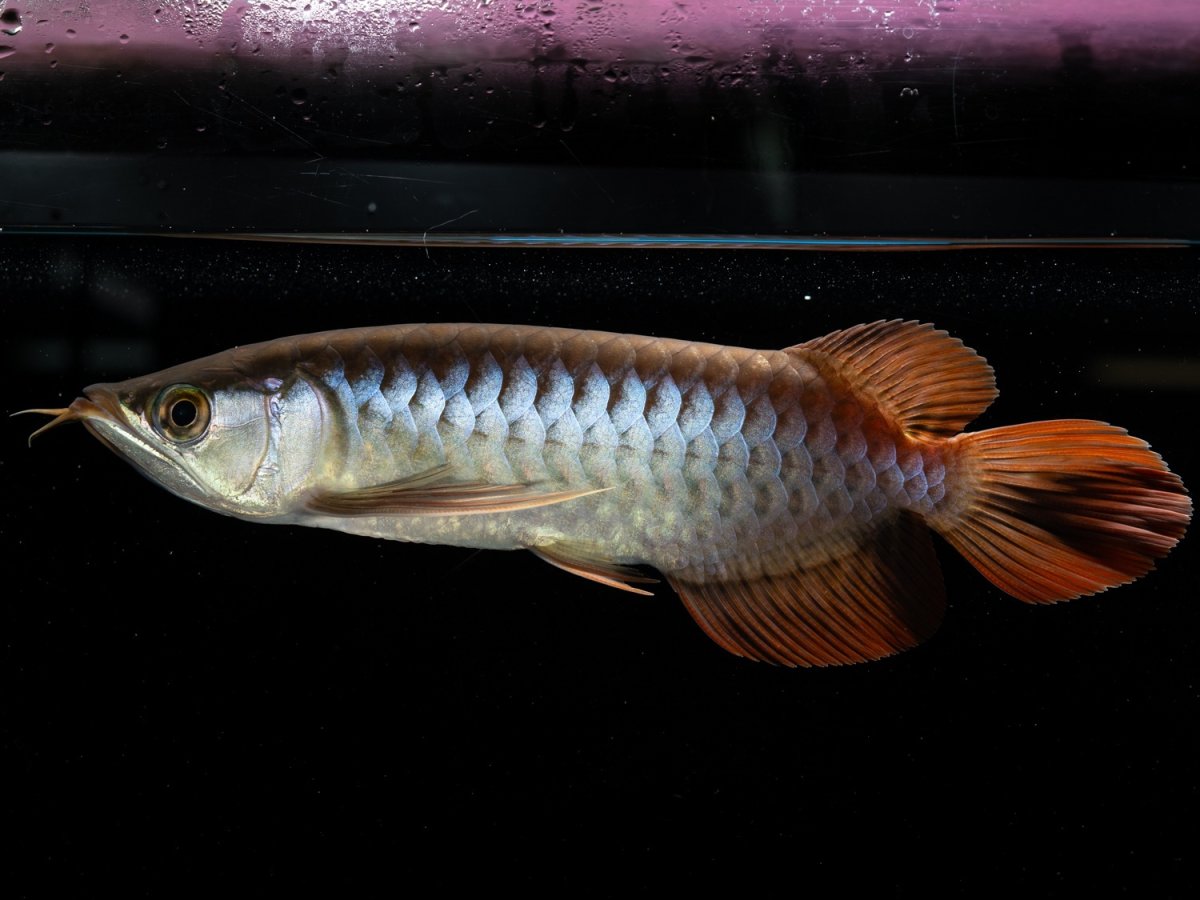 画像6: メタルレッド F3 NO.1（ディナミカカプアス産） (6)