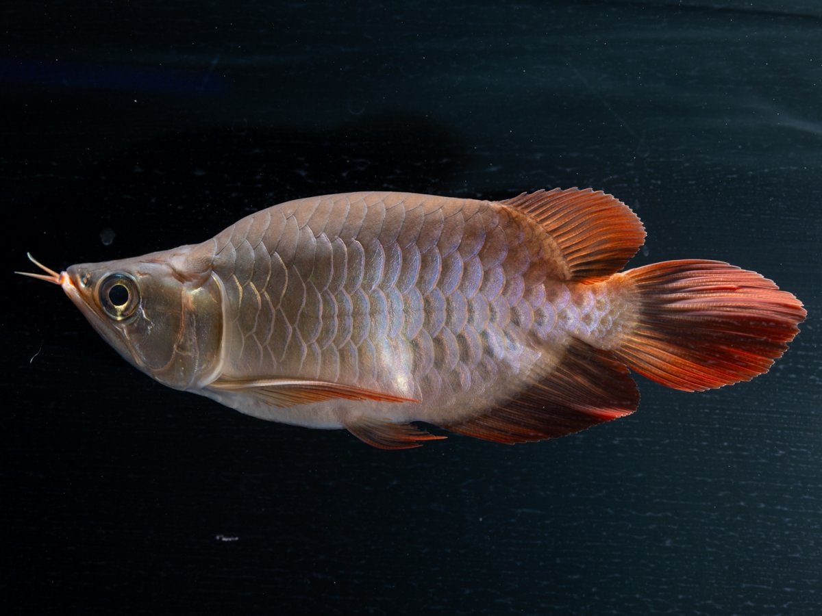 画像4: スーパーレッド ショート個体(#4) NO.46 (4)