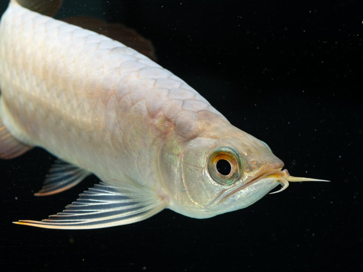 画像8:  SUMO NO.39（大関） (8)