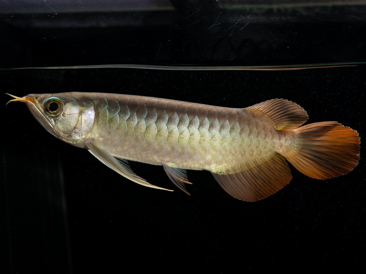 画像3: メタルレッド F3 NO.3（ディナミカカプアス産） (3)