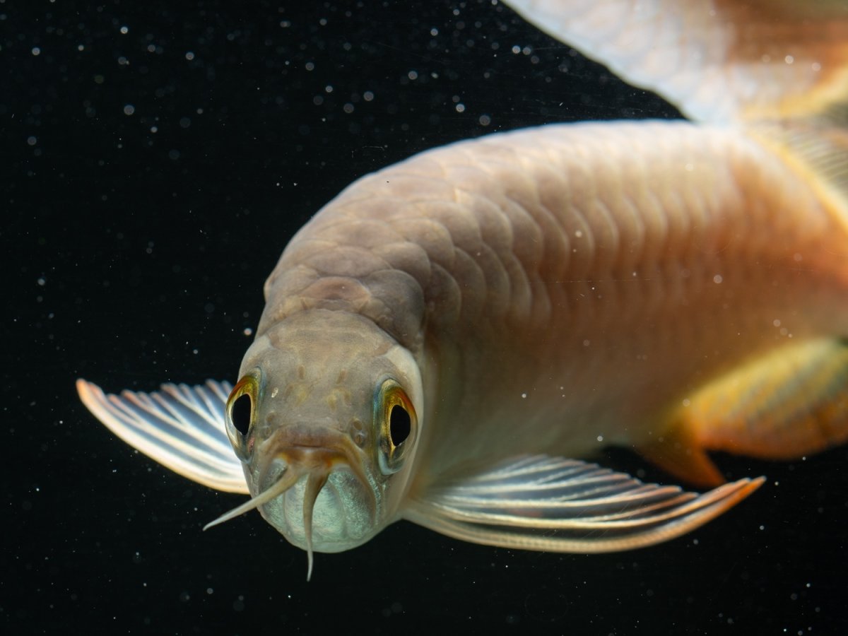 画像10:  SUMO NO.39（大関） (10)