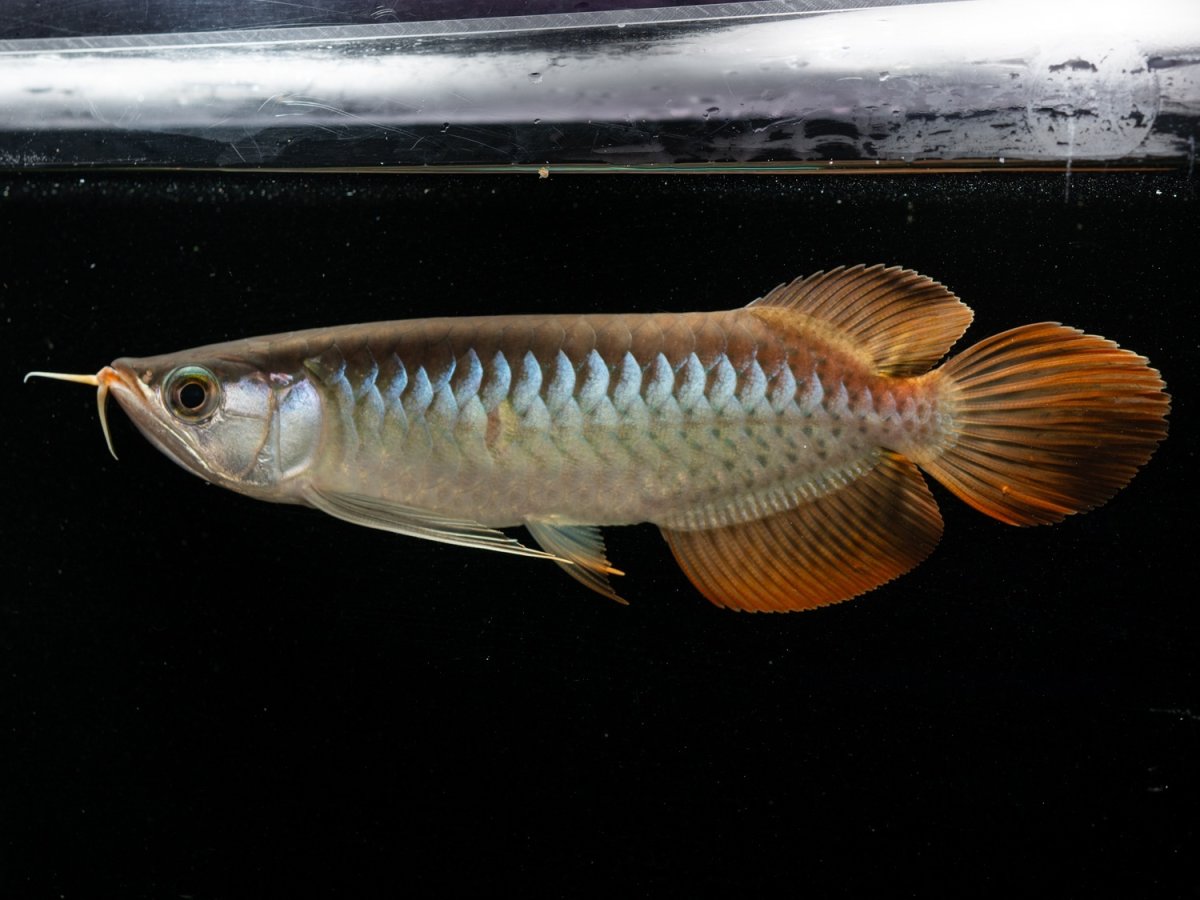 画像3: メタルレッド F3 NO.4（ディナミカカプアス産） (3)