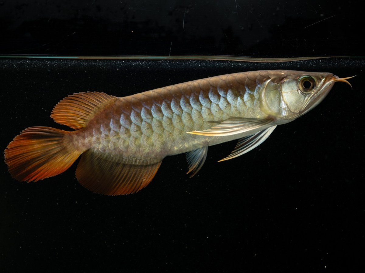 画像5: ダイナミックレッド NO.30（ディナミカカプアス産） (5)