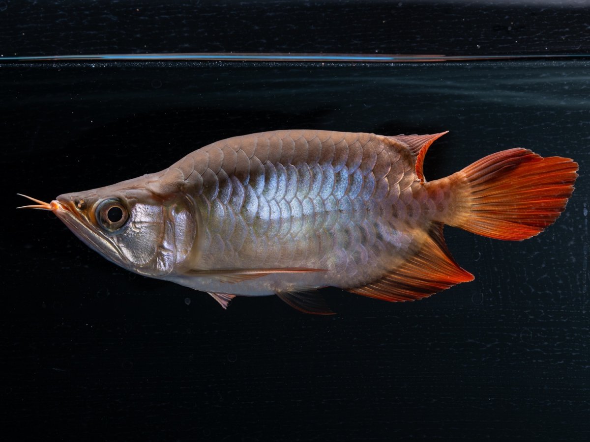 画像2: スーパーレッド ショート個体(#4) NO.46 (2)