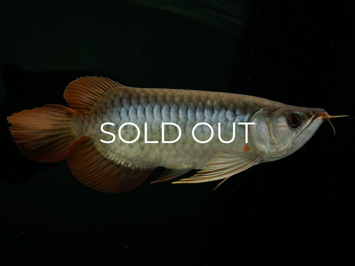 画像1: メタルレッド F4 NO.16（ディナミカカプアス産） (1)