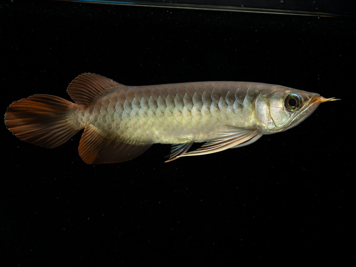 画像4: メタルレッド F3 NO.3（ディナミカカプアス産） (4)