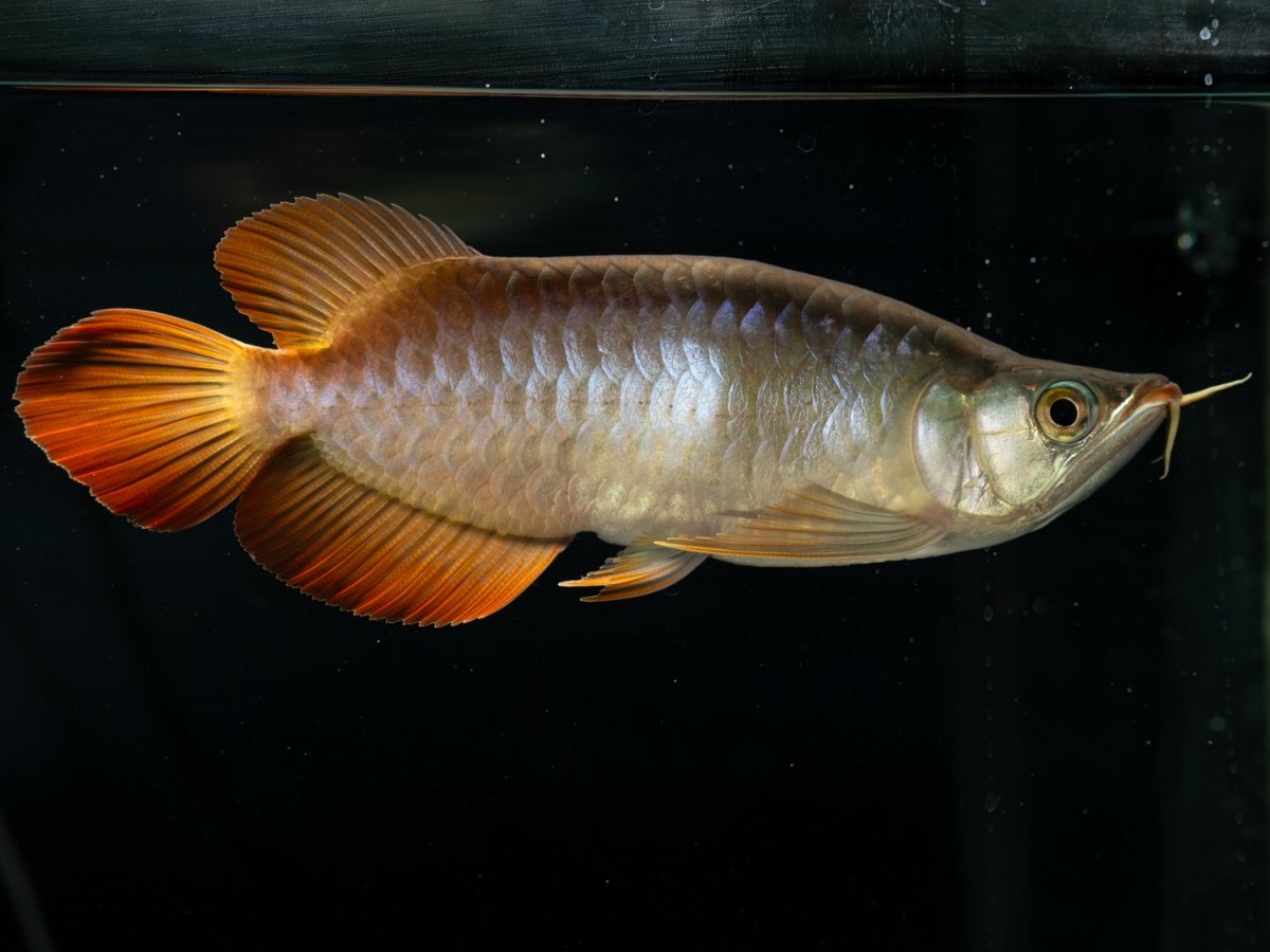 画像3: メタルレッド F4 NO.6（ディナミカカプアス産） (3)