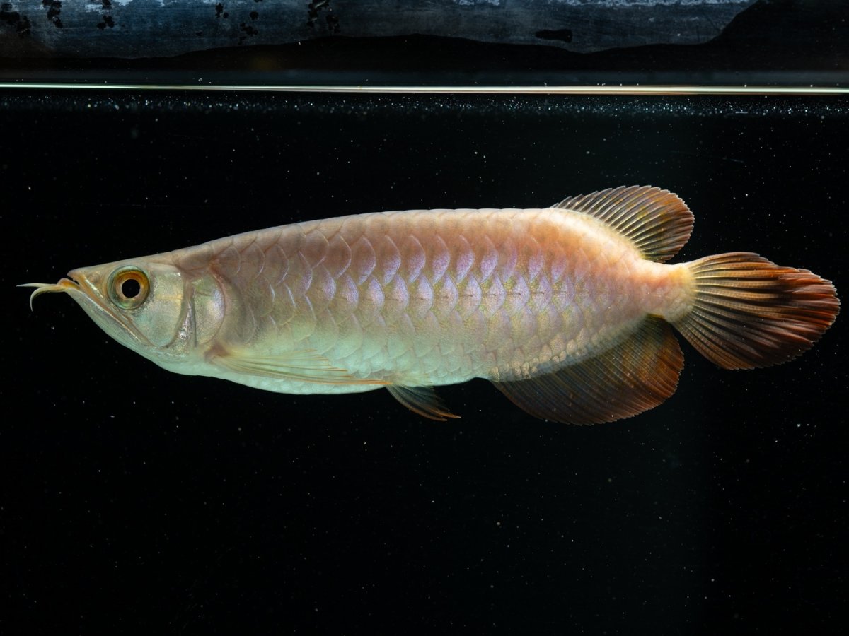 画像3:  SUMO NO.39（大関） (3)