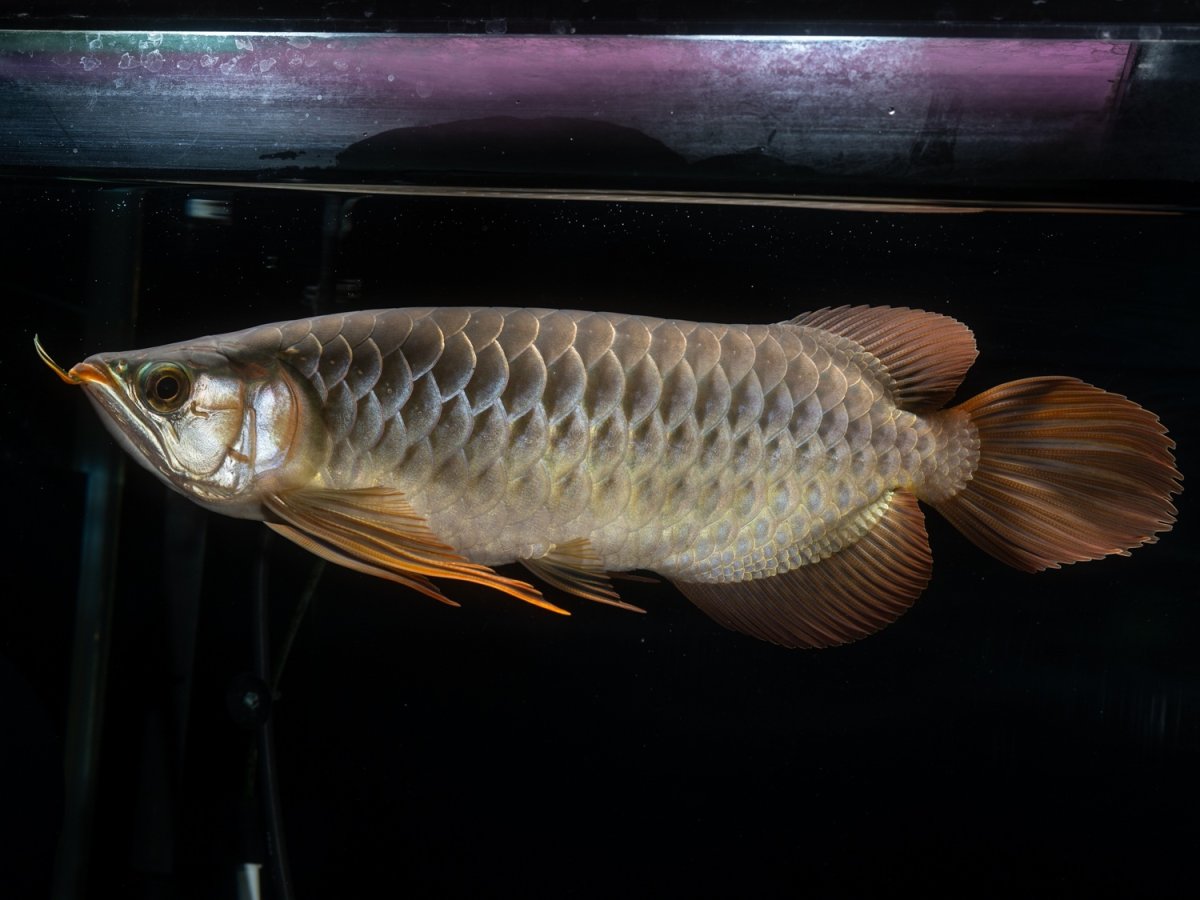 画像2: メタルレッド F4 NO.14（ディナミカカプアス産） (2)