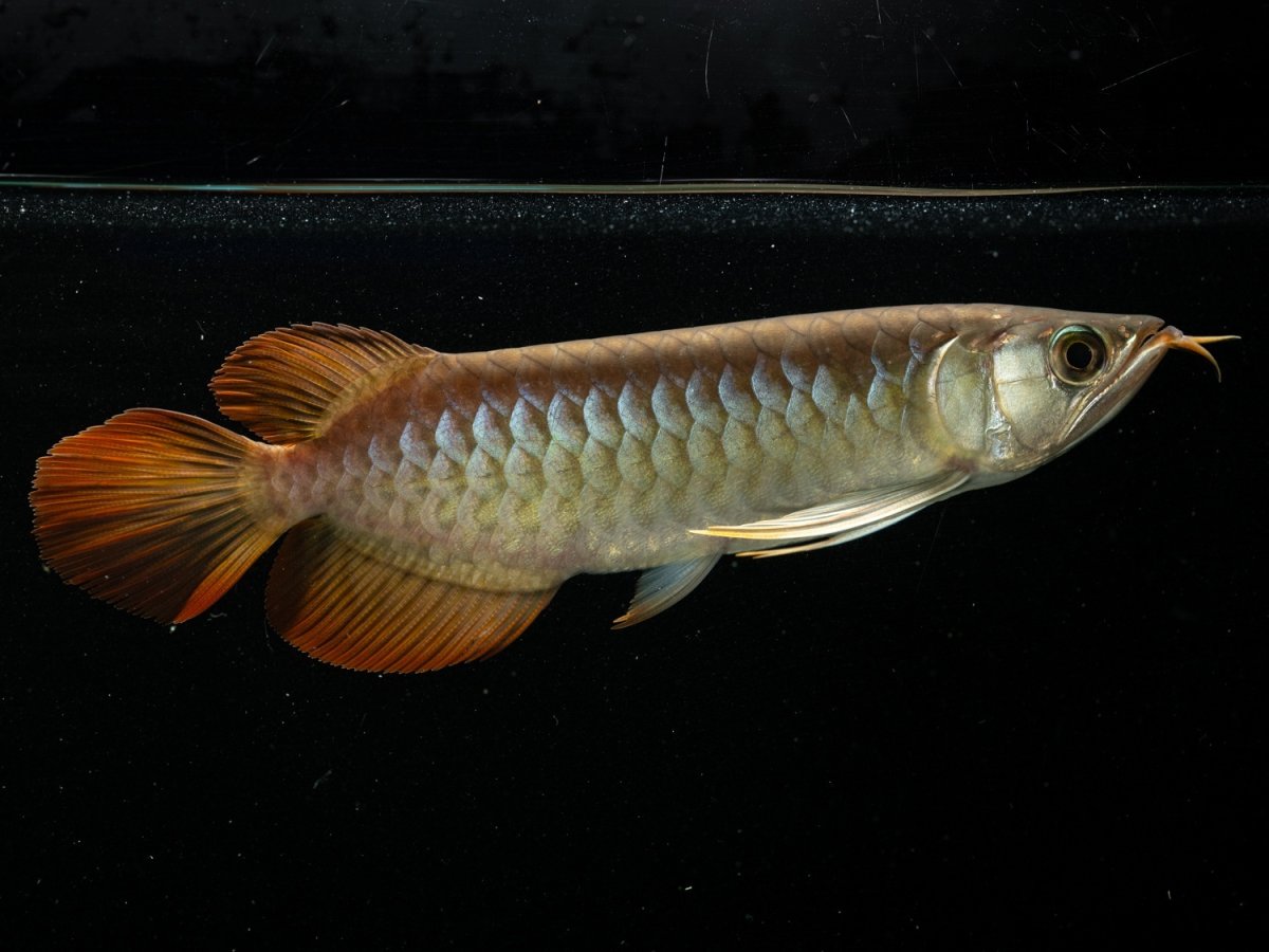 画像3: ダイナミックレッド NO.30（ディナミカカプアス産） (3)