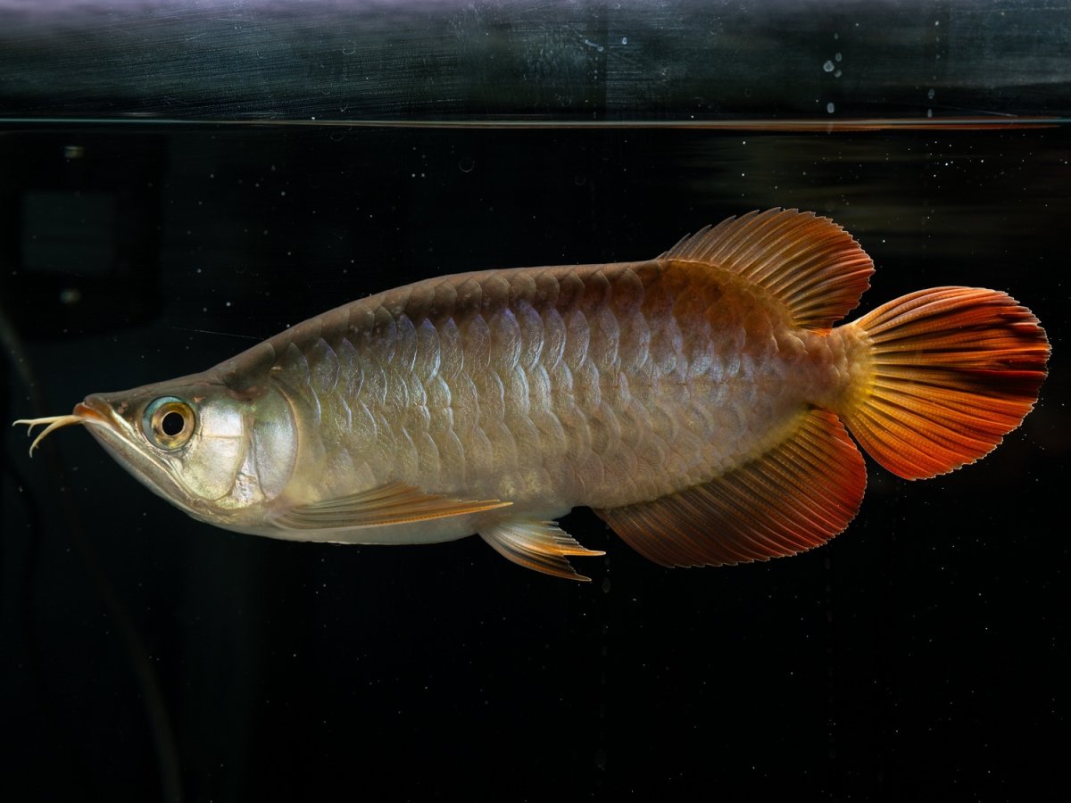 画像4: メタルレッド F4 NO.6（ディナミカカプアス産） (4)