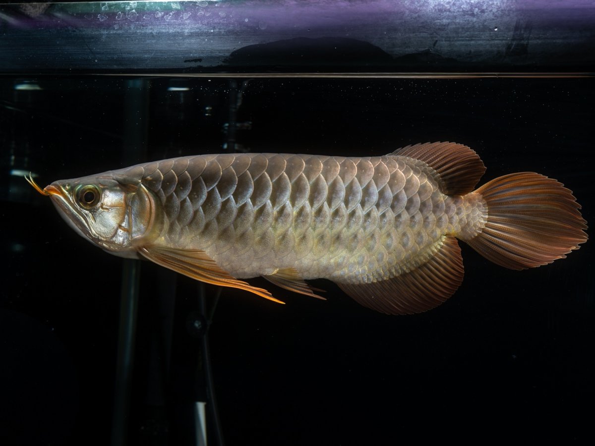 画像4: メタルレッド F4 NO.14（ディナミカカプアス産） (4)