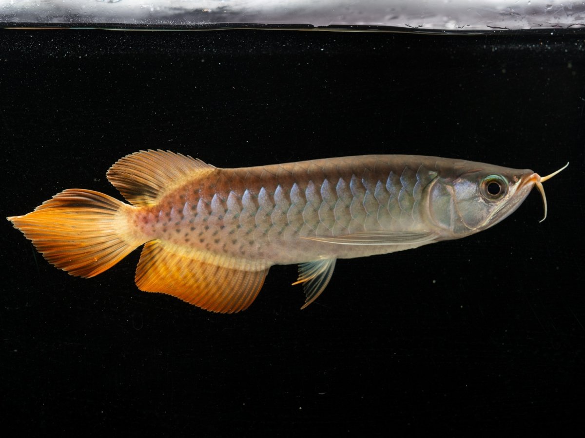 画像4: メタルレッド F3 NO.4（ディナミカカプアス産） (4)