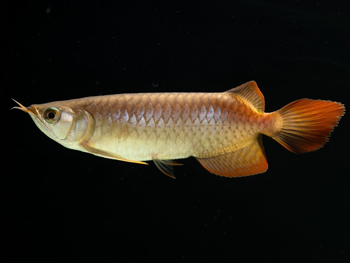 画像3: SUMO NO.25（小結） (3)