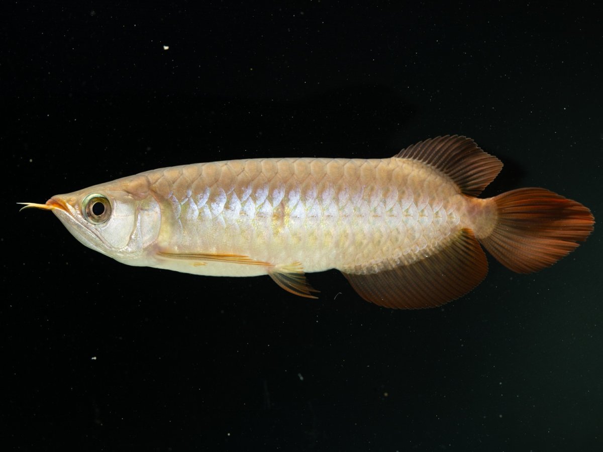 画像4: SUMO NO.17（関脇） (4)