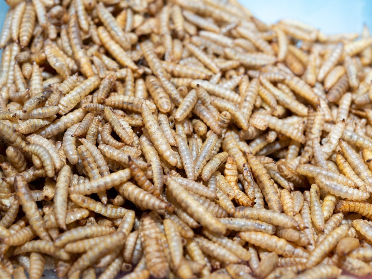 画像2: ワイルドワーム（70g） (2)