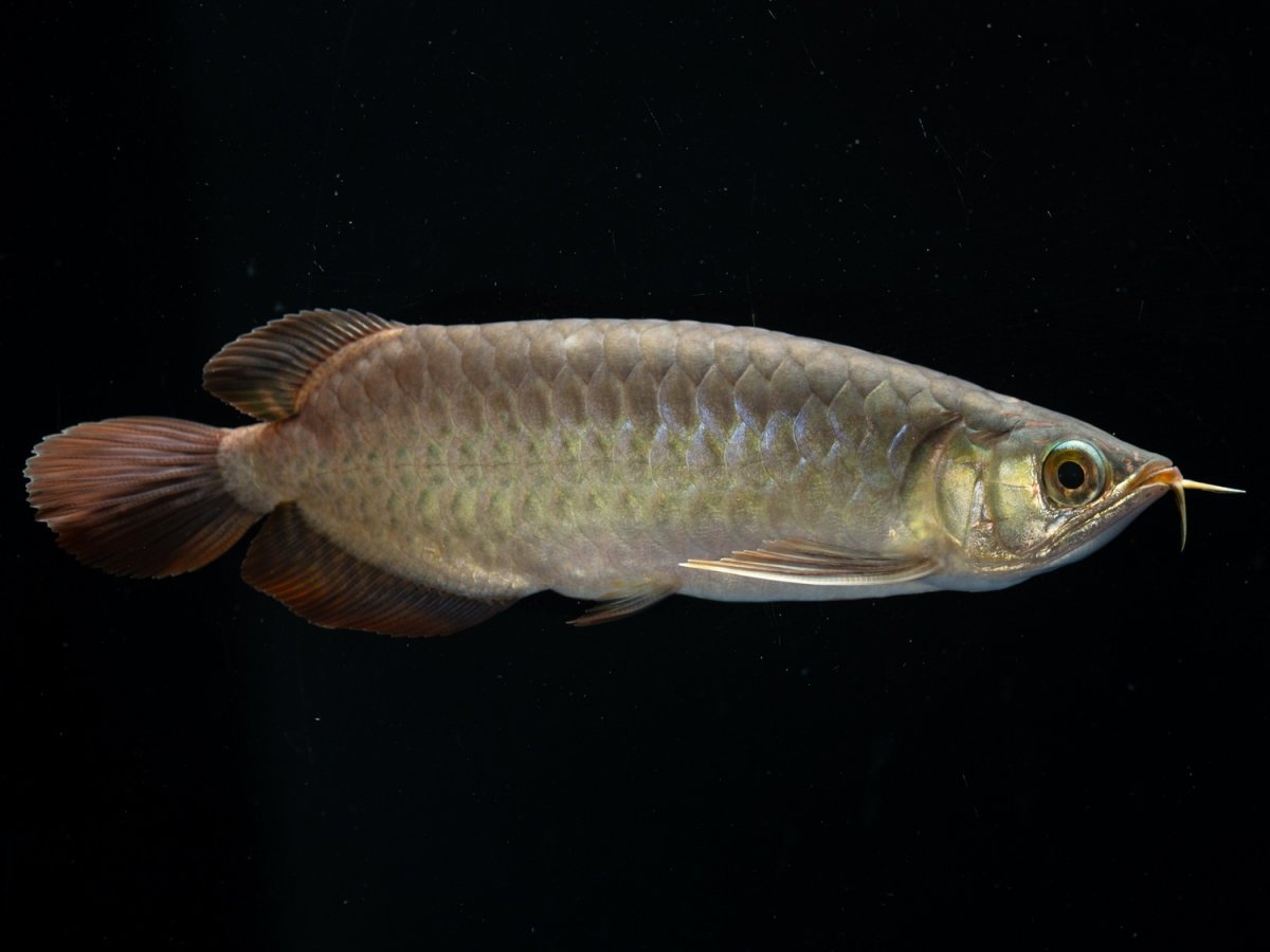 画像4: SUMO NO.27（関脇） (4)