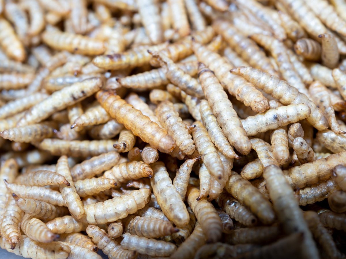 画像3: ワイルドワーム（70g） (3)