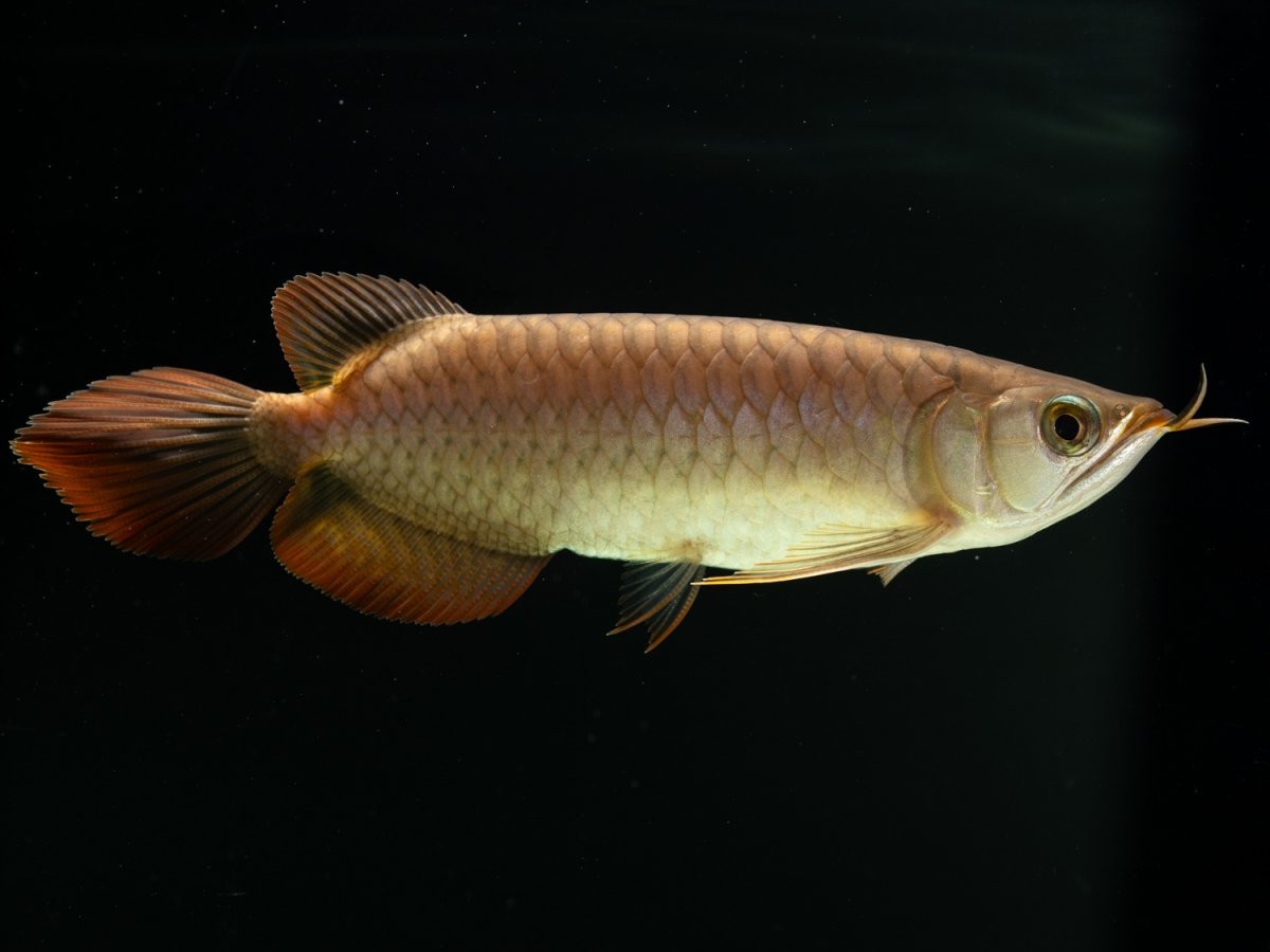 画像6: SUMO NO.25（小結） (6)