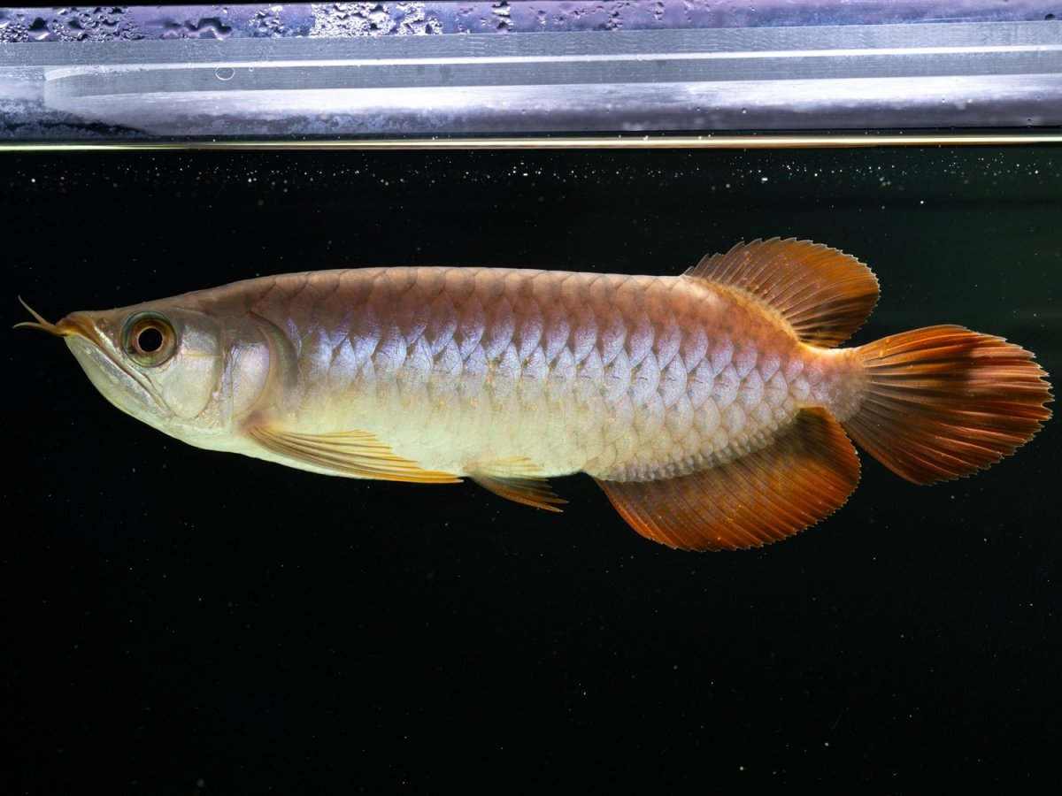 画像2: SUMO NO.24（関脇） (2)