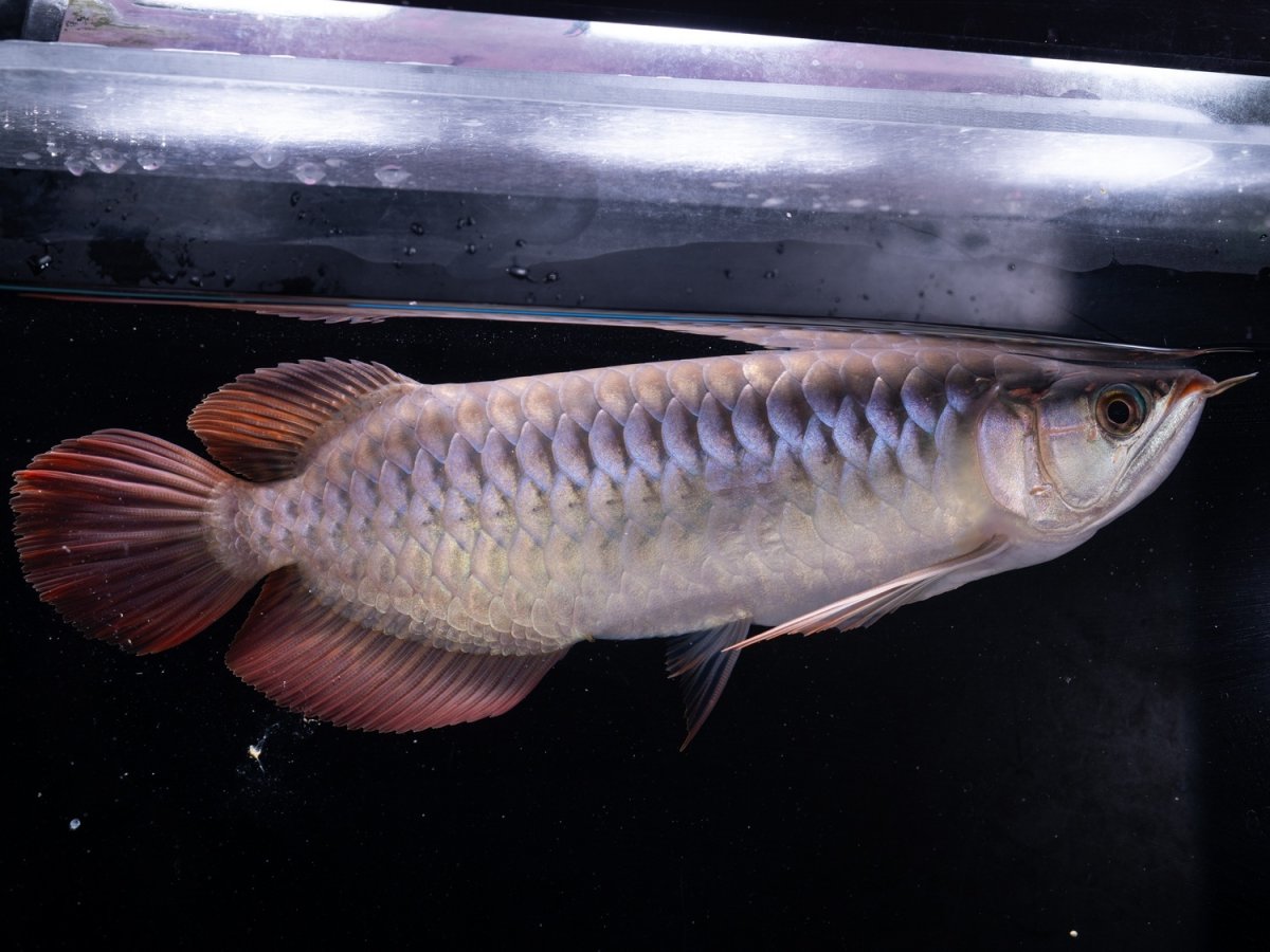 画像5: SUMO NO.20（関脇） (5)