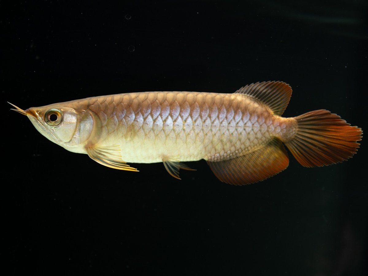 画像5: SUMO NO.25（小結） (5)