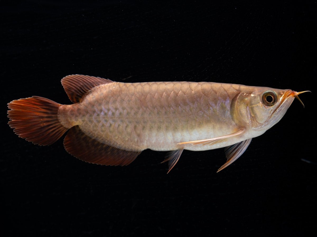 画像5: SUMO NO.30（小結） (5)