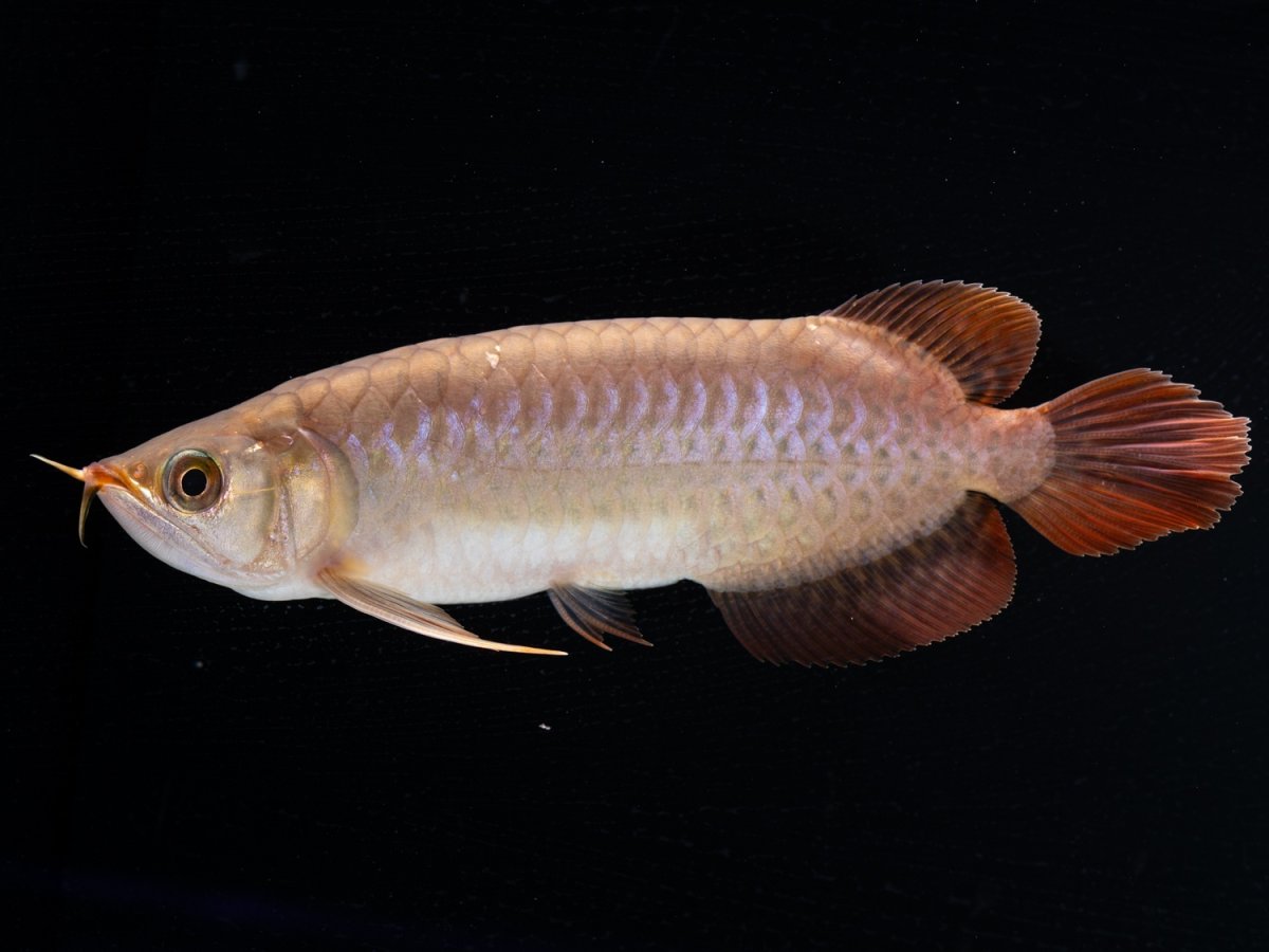 画像4: SUMO NO.30（小結） (4)