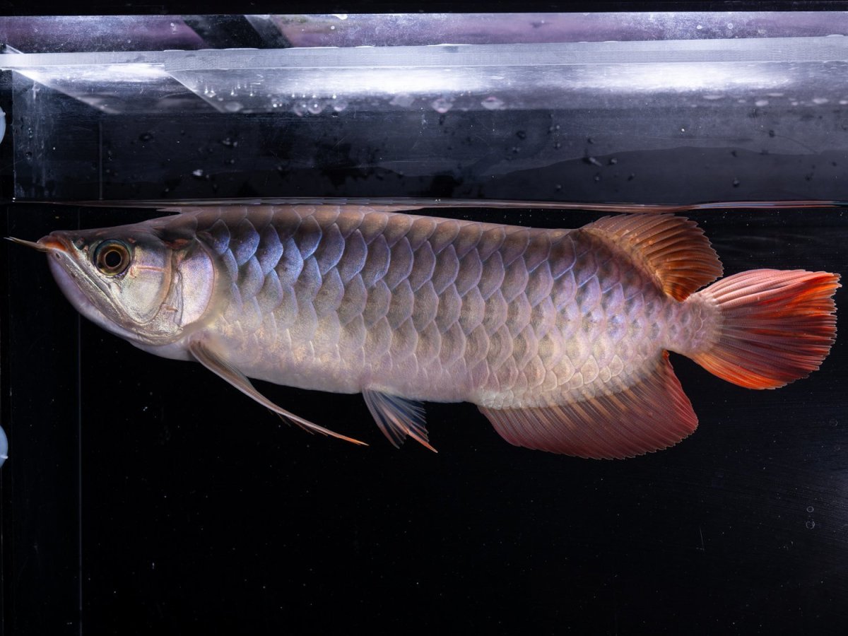 画像4: SUMO NO.20（関脇） (4)