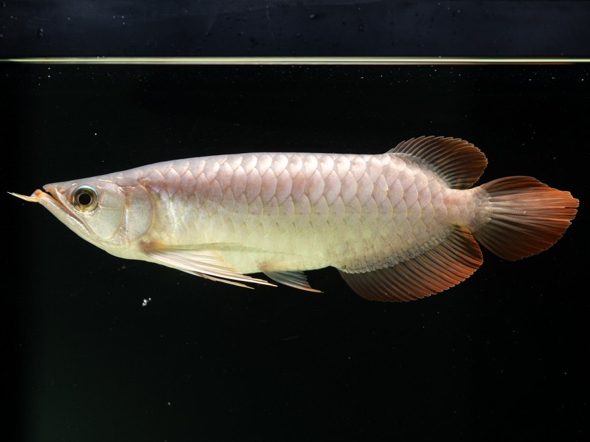 画像2: SUMO NO.8（関脇） (2)