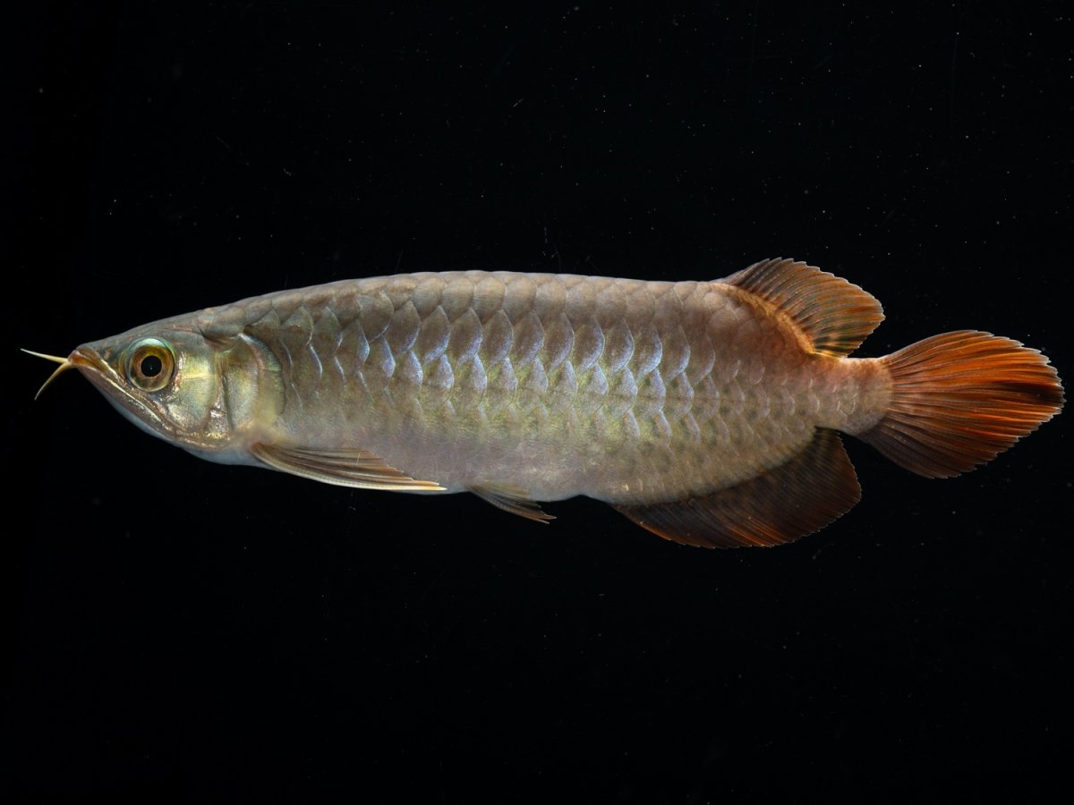 画像5: SUMO NO.27（関脇） (5)