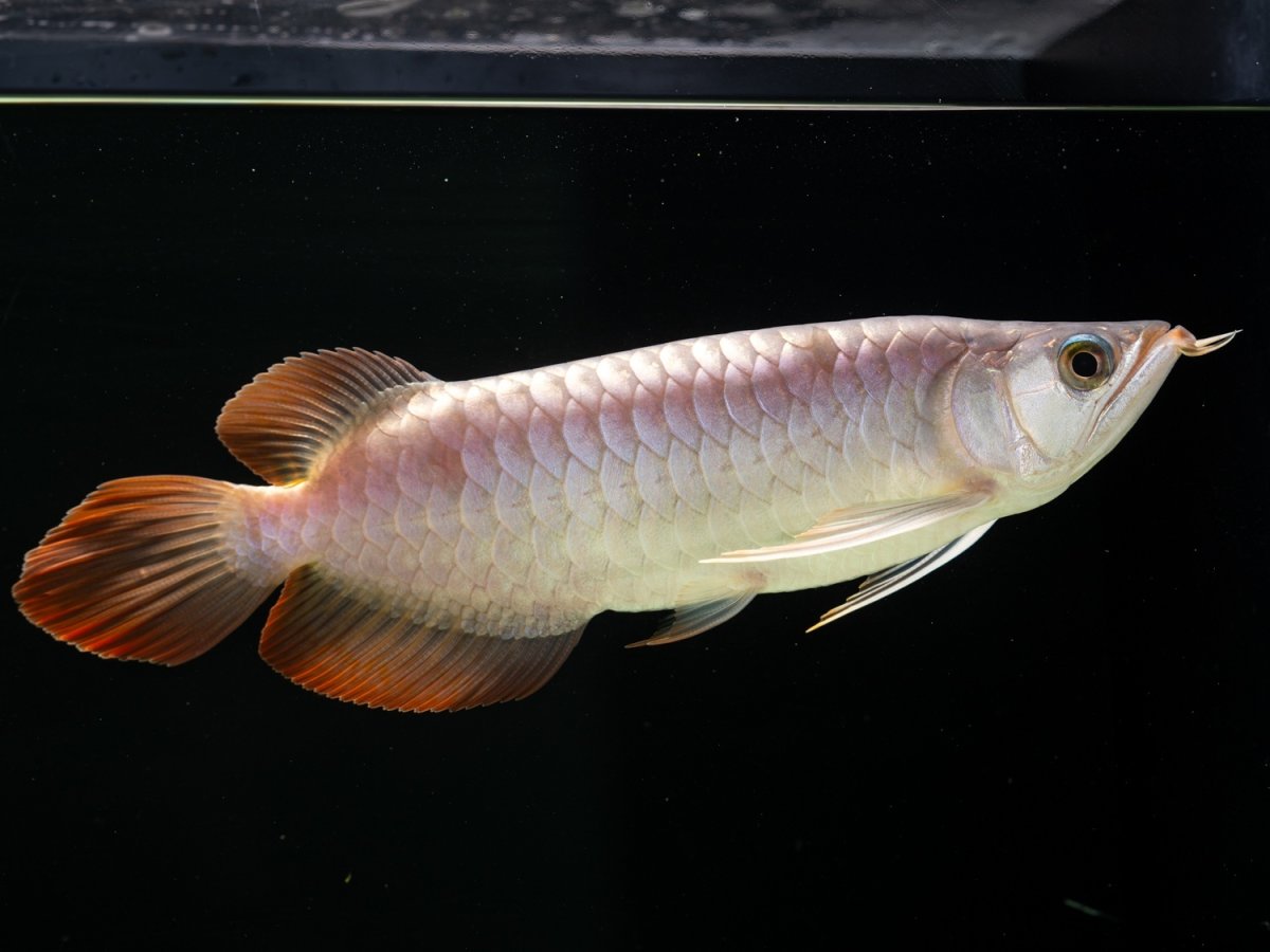 画像9: SUMO NO.8（関脇） (9)