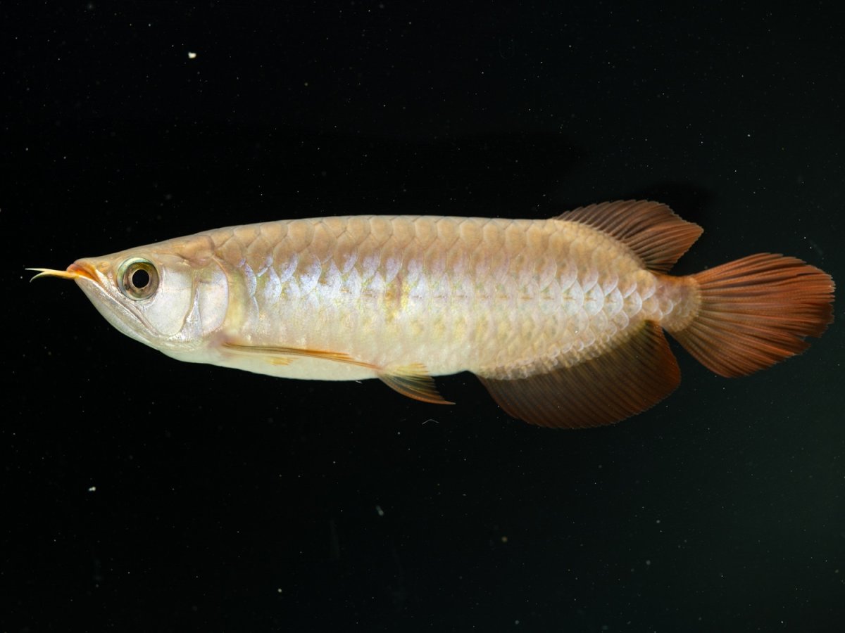 画像6: SUMO NO.17（関脇） (6)