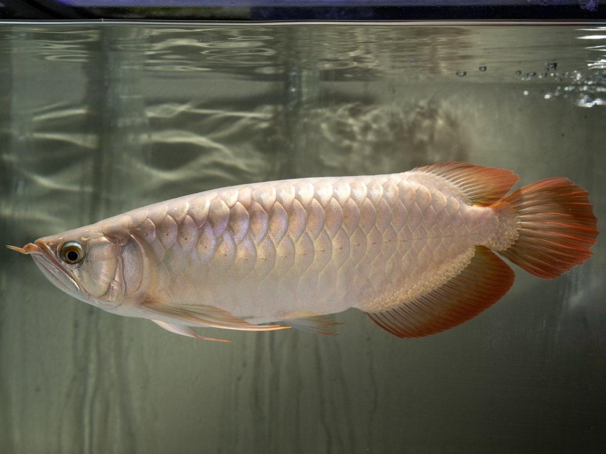 画像3: SUMO NO.49（小結） (3)