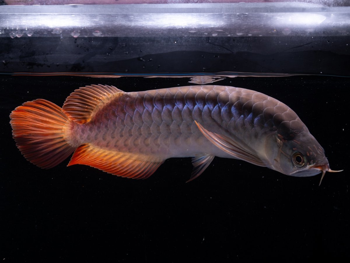 画像7: SUMO NO.20（関脇） (7)