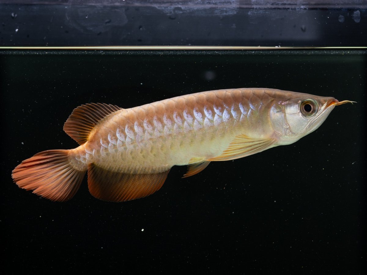 画像3: SUMO NO.17（関脇） (3)