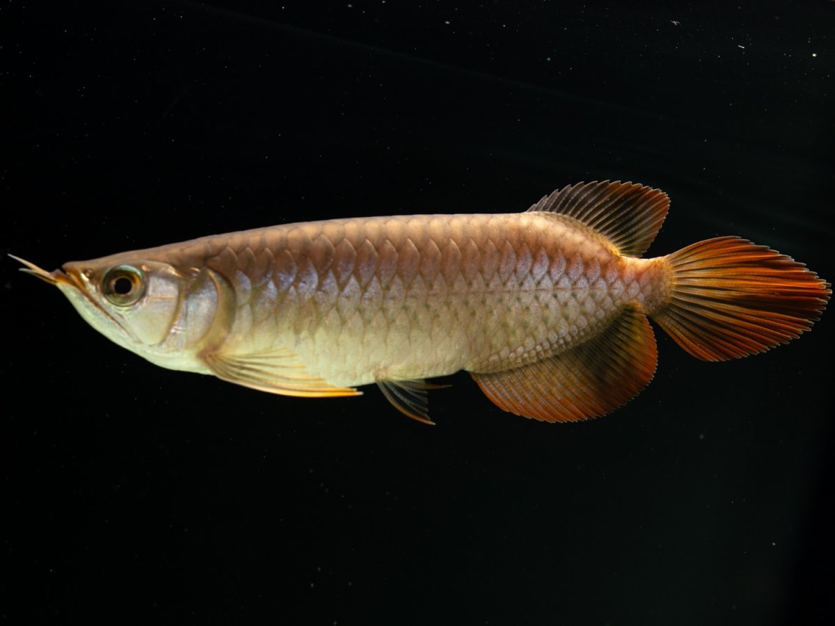 画像7: SUMO NO.25（小結） (7)