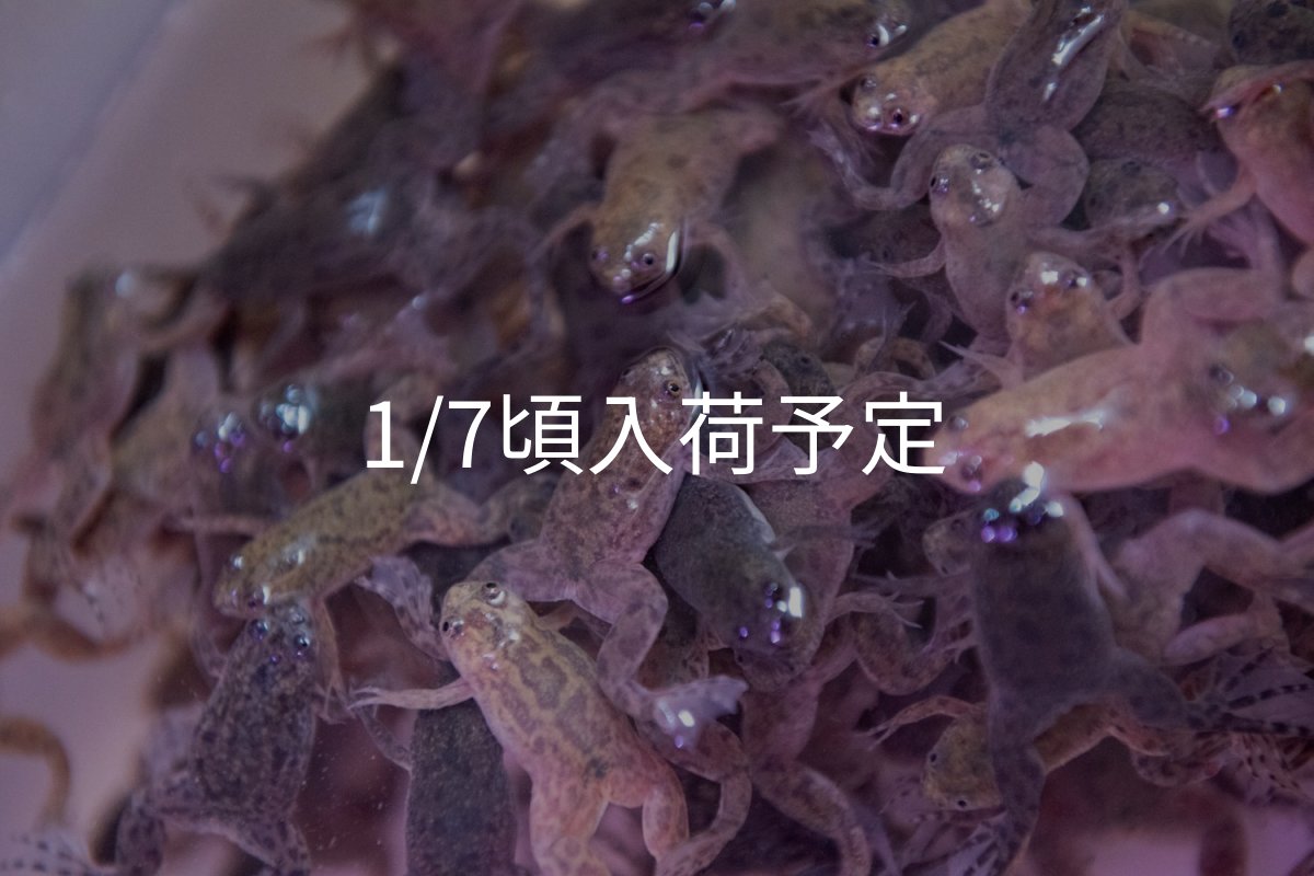 画像1: ツメガエル（Sサイズ） (1)