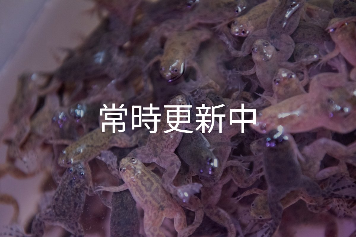 画像1: ツメガエル（Sサイズ） (1)