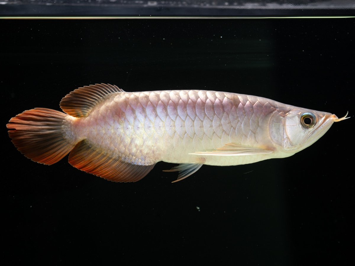 画像7: SUMO NO.8（関脇） (7)